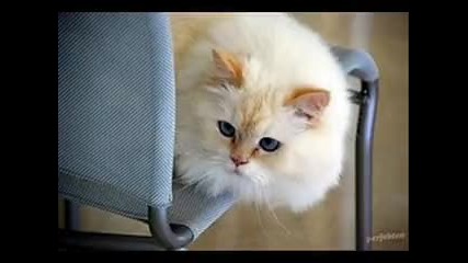 Котенца и Кученца!!!:)