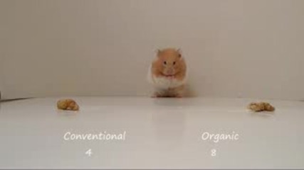 Hammy The Hamster Goes Organic