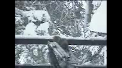 Катерица се хваща в капан
