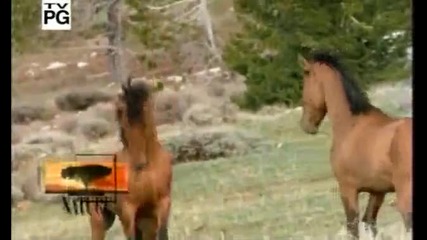 Pbs Nature - Cloud, Wild Stallion of the Rockies (2001)