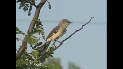 Northern Mockingbird Sings 