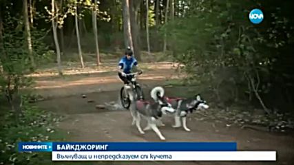 Bikejoring: Вълнуващ и непредсказуем спорт за кучета и велосипедисти