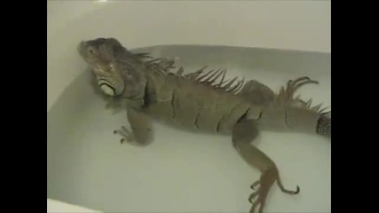Игуана пърди във вана - Смях