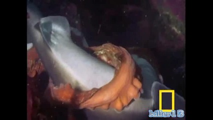 Shark vs Octopus