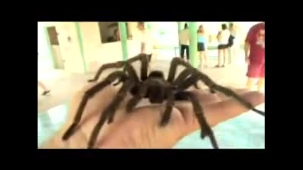 Най - голямата тарантула Колкото Човешка Педя 