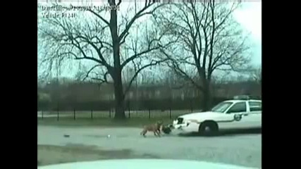 Куче яде полицейска кола 