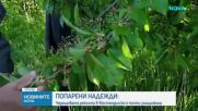 След студа: Черешовата реколта в Кюстендилско е почти унищожена