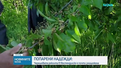 След студа: Черешовата реколта в Кюстендилско е почти унищожена