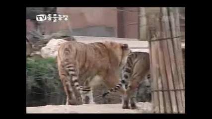 Лъв срещу тигър