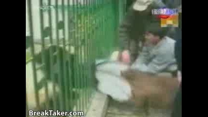 Owned By A Panda