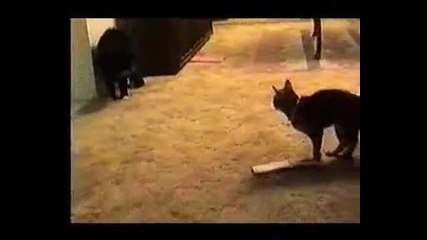 Най - умната котка на света говори !!! 