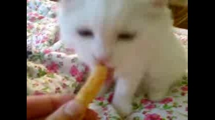 Котето Чарли похапва царевични пръчици