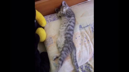 Котето Тигър - tanityyy28 