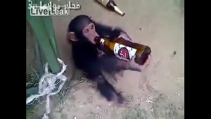 Маймуна пие бира (смях..)