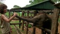Слонове, Шри Ланка - Оцеляване