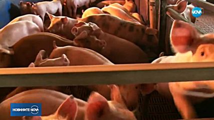 БУНТ: Животновъди се обявиха срещу избиването на животни заради чума