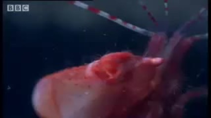 Bbc Pistol Shrimp sonic weapon - Weird Nature