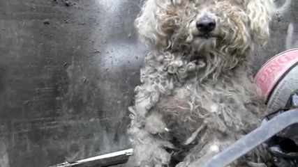 Хора вземат да отглеждат у дома си сляпо куче, което е оставено на боклука