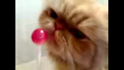 Cats Eats Lollipop 