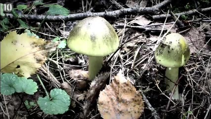 10 Deadliest Poisons Known To Man