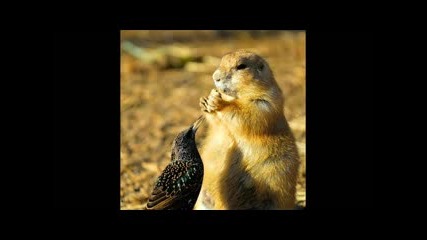 Very Funny Animals