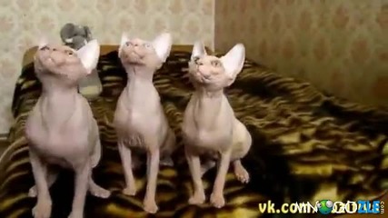 Симфонични котки
