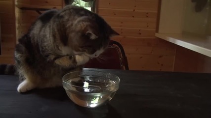 котето Мару играе с купа с вода