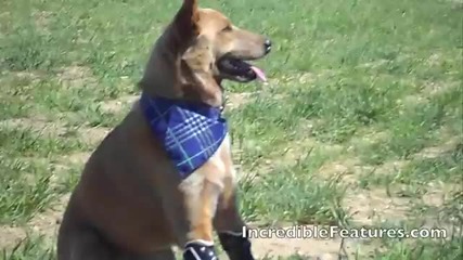 Първия Dog в света с изкуствени лапи