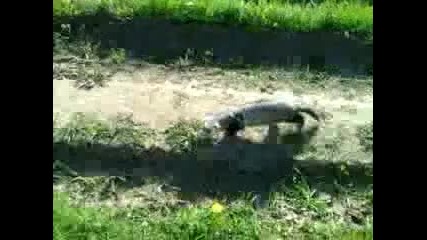 Ferret in the mountain