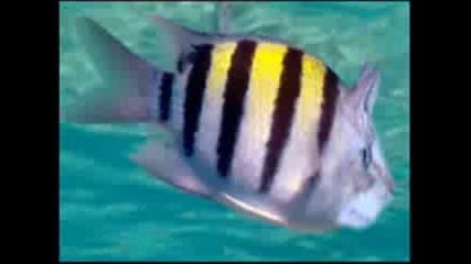 Very Funny Cats Part 9