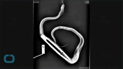 Hungry Python Devours Metal Tongs