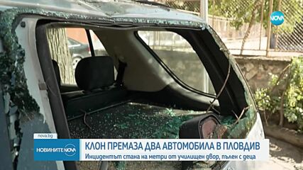 Дърво премаза коли на метри от училище в Пловдив