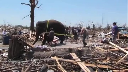Слон помага за разчистването след опустошително торнадо