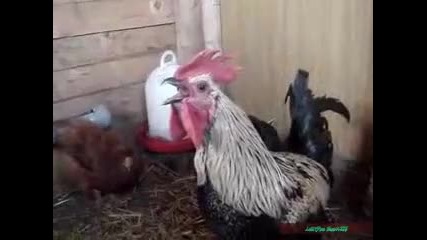 Death Metal Rooster 