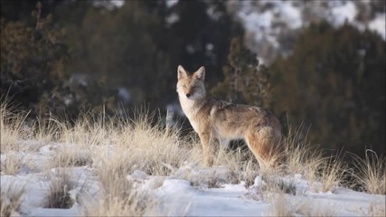 Vexento - Coyote