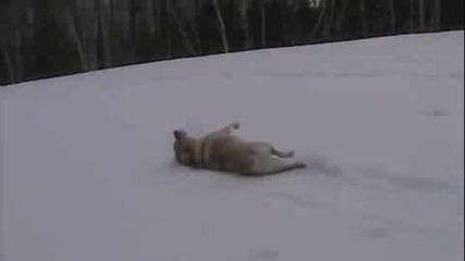Кучета се пързалят в снега 