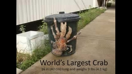 Едни от най - големите животни в света 