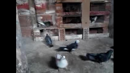 fero glbar