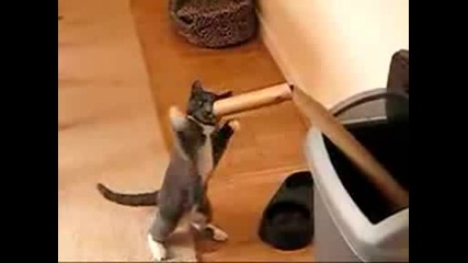 Boxing Kitten