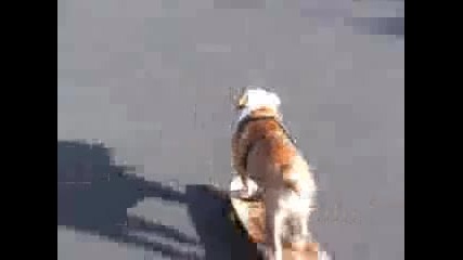 Куче Кара Скейтборд - 100% Смях!