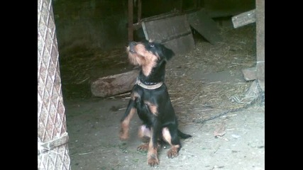 terier