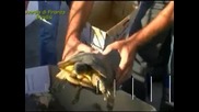 Заловиха 20 редки костенурки, станали обект на контрабанда в Италия