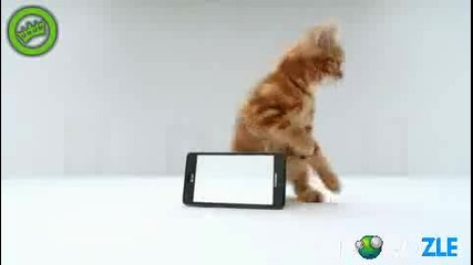 Коте срещу смартфон