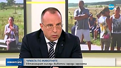 ЧУМАТА ПО ЖИВОТНИТЕ: Евтаназират хиляди животни заради заразата