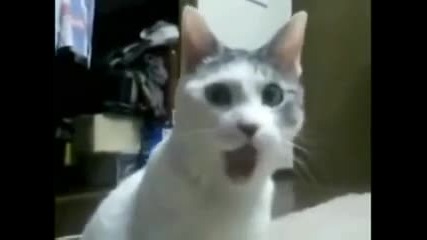 Куче изнасилва котка