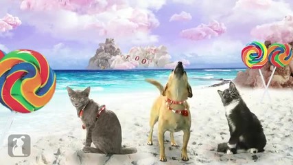 Katy Perry - California Gurls (ft Snoop Dog) - Katy Puppy - California Grrrs _ Wide Awoof - Petody