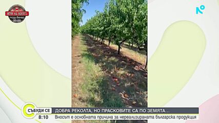 Богата реколта, но липса на пазари: Български праскови гният по земята
