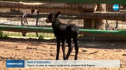 Търси се име за черно муфлонче, родено във Варна