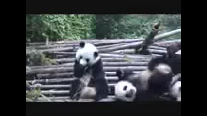 Панда киха 