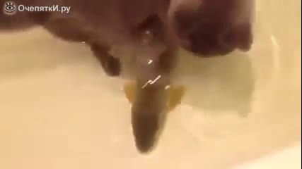 Котка и риба , в една вана